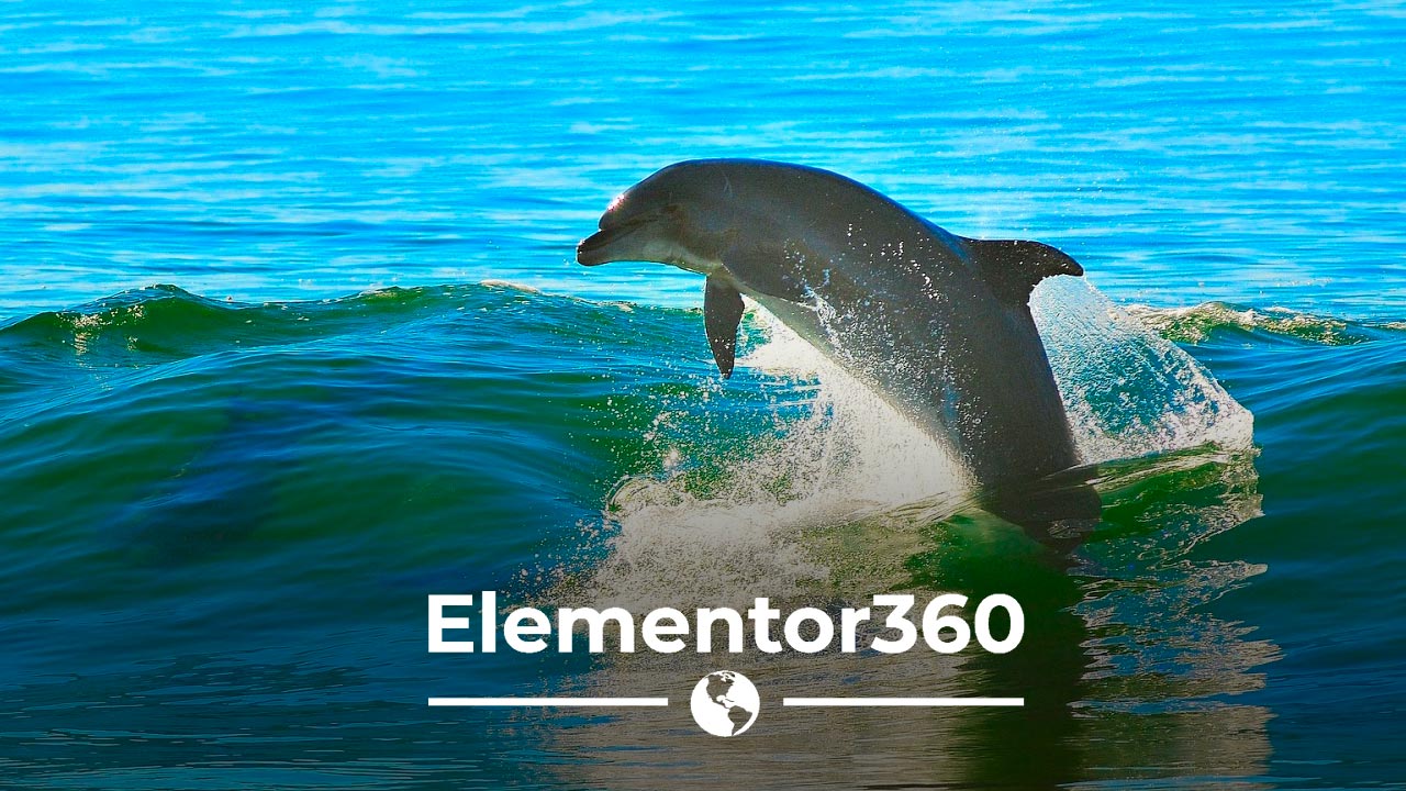 Easy Horizontal Scrolling With Dynamic Content For Elementor Dynamic Ooo